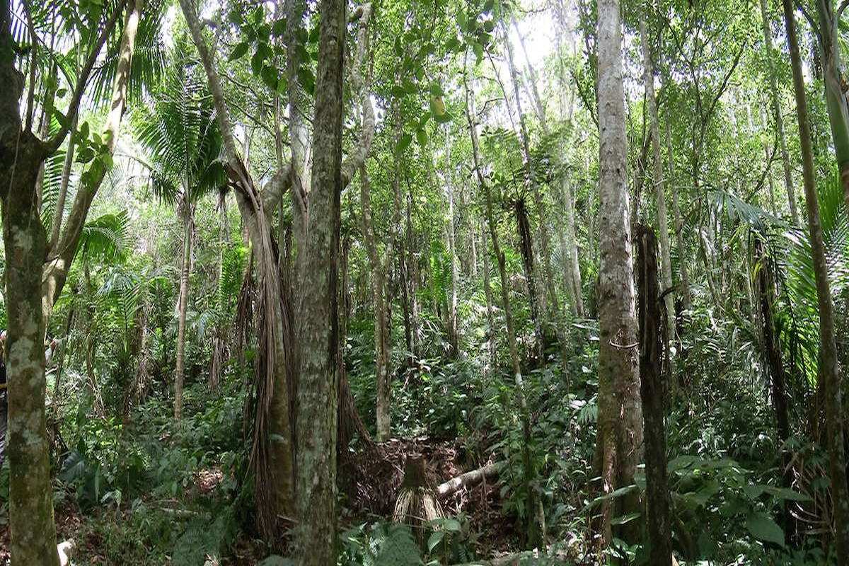 &iquest;El infierno verde o el para&iacute;so?
Realmente, cuando una persona se interna en estos bosques de las selvas nubladas de la sierra de Bahoruco (Sierra de Bahoruco, Rep&uacute;blica Dominicana), en los que el calor sofocante y la humedad dificulta la respiraci&oacute;n, se encuentra abrumado y perdido. No es dif&iacute;cil perderse en esta espesura y nunca hay que perder las referencias. Estos bosques se caracterizan por la presencia de laur&aacute;ceas y de palmas (la palma manacla). &iquest;Es un infierno? Tal vez estos bosques dominicanos, a pesar del calor, no lo son, pues en &eacute;l no hay peligro de que serpientes venenosas o mam&iacute;feros carn&iacute;voros como el jaguar que si viven en estos bosques en M&eacute;xico, Centroam&eacute;rica o Sudam&eacute;rica.&nbsp; Tal vez est&eacute;n m&aacute;s cerca de los bosques del para&iacute;so de perdido de Milton, donde la abundancia da sost&eacute;n sin peligros, como en todos los bosques dominicanos. Tal vez deber&iacute;amos luchar por conservar estos ecosistemas de monta&ntilde;a, infiernos o para&iacute;sos verdes, que est&aacute;n desapareciendo por el avance de la agricultura en todos los ecosistemas de monta&ntilde;a tropical.